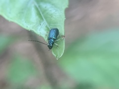 Pseudotheopea sauteri