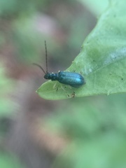 Pseudotheopea sauteri