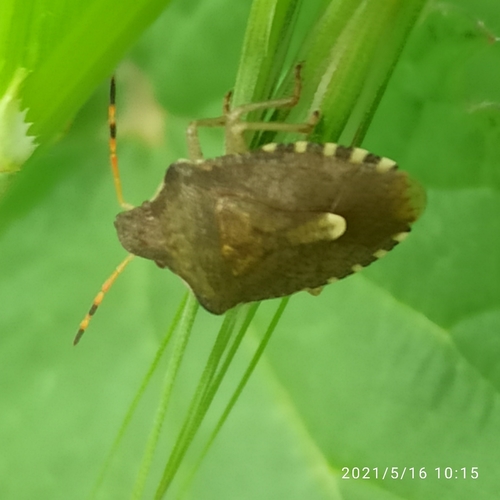 Peribalus strictus vernalis