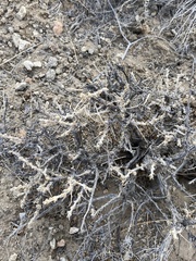 Artemisia spinescens