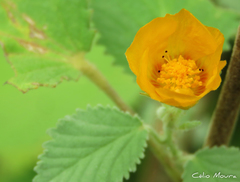 Sida galheirensis