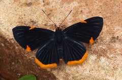 Riodina lycisca lycisca