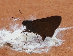 Adlerodea modesta