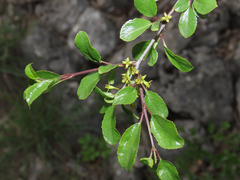 Rhamnus saxatilis