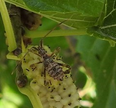 Leptoglossus clypealis