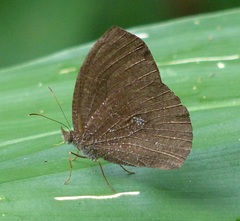 Godartiana muscosa