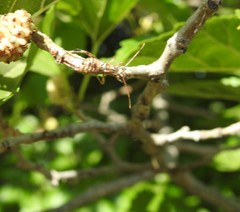 Leptoglossus clypealis