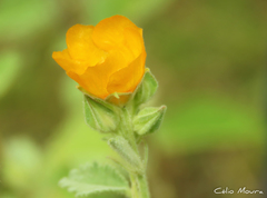 Sida galheirensis