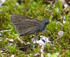 Adlerodea modesta