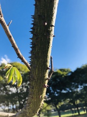 Ceiba speciosa