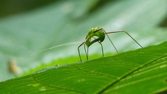 Xenicola