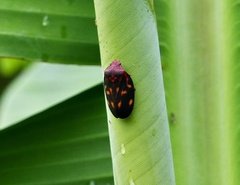 Mahanarva rubropicta