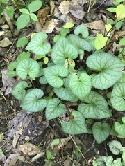 Viola walteri