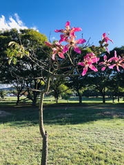 Ceiba speciosa
