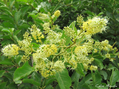 Combretum leprosum
