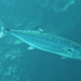 Double-lined Mackerel - Photo (c) Alex Hoschke, some rights reserved (CC BY-NC), uploaded by Alex Hoschke