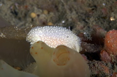 Acanthodoris pilosa
