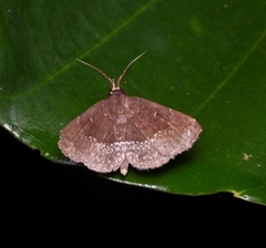 Adrapsa geometroides