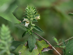 Lepidagathis cuspidata