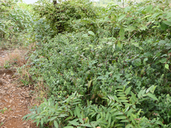 Lepidagathis cuspidata