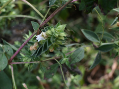 Lepidagathis cuspidata