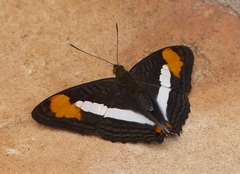 Adelpha abia
