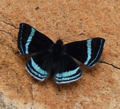 Chalodeta theodora