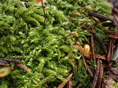 Sciuro-hypnum starkei