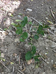 Vincetoxicum rossicum