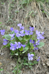Viola elatior