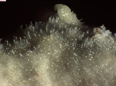 Peniophorella pubera