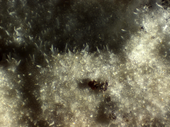 Peniophorella pubera