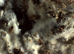 Peniophorella pubera