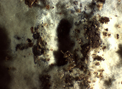 Peniophorella pubera