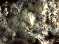 Peniophorella pubera