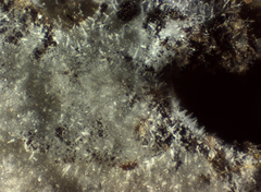 Peniophorella pubera