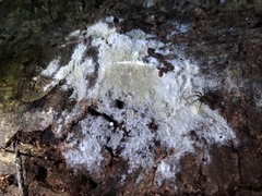 Peniophorella pubera