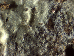 Peniophorella pubera