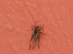 Trigonidiinae