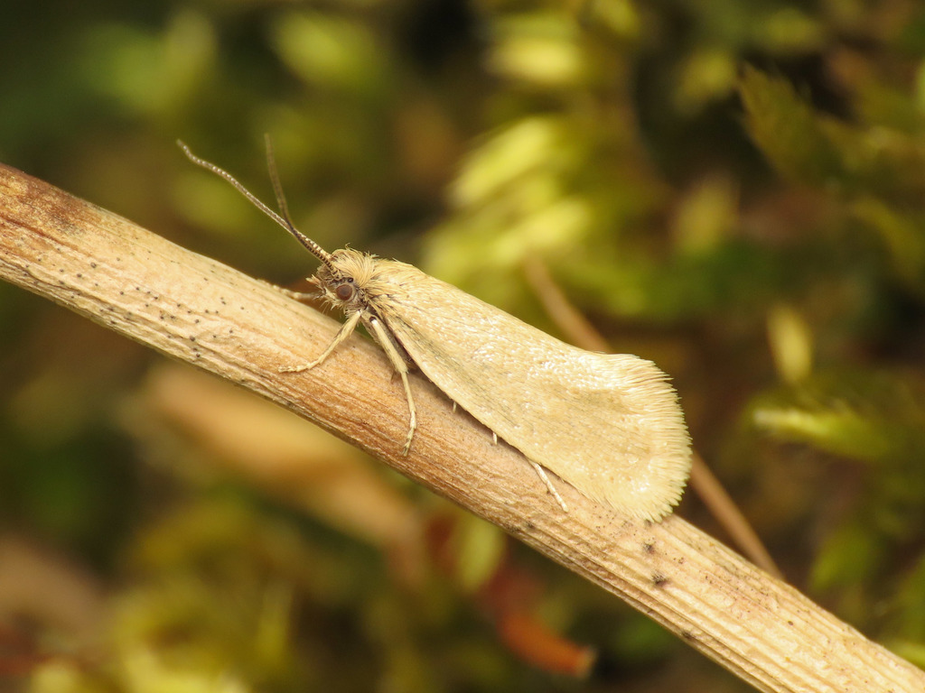 Eriocottis fuscanella