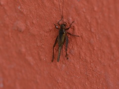 Trigonidiinae