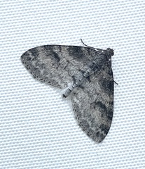 Lobophora nivigerata