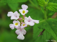 Lantana fucata