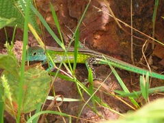 Cnemidophorus lemniscatus