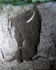 Schenella microspora