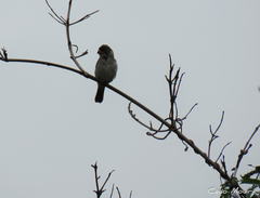 Sporophila albogularis