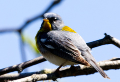 Setophaga americana image