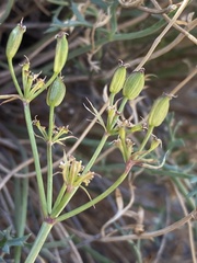 Lomatium parryi