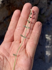Lomatium parryi