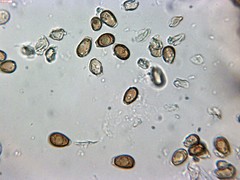 Ganoderma polychromum image